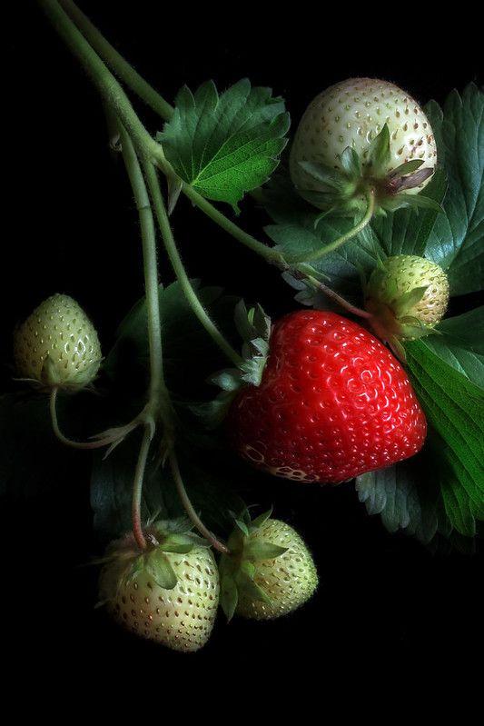 Nature's Palette: Vibrant Berry Farmers' Mix